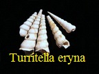 Turritella (Haustator) eryna mainotensis, Cossmann et Peyrot 1922 