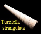Turritella (Peyrotia) strangulata, Grateloup 1847