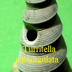Turritella (Turritella) subangulata, Brocchi 1814
