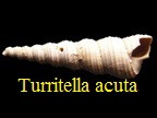 Turritella acuta, Mayer 1858