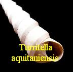 Turritella aquitaniensis, Tournouër 1874