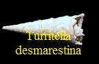 Turritella desmarestina, Basterot 1825