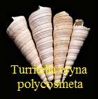 Turritella (Haustator) eryna var polycosmeta