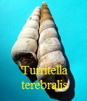 Turritella terebralis, Lamarck 1799