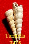 Turritella turris,  Basterot 1925