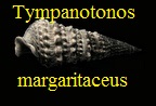 Tympanotonos margaritaceus (Brocchi, 1814)