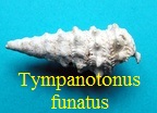 Tympanotonus funatus, Sowerby 1814
