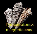Tympanotonus margaritaceus, Cossmann & Peyrot 1921