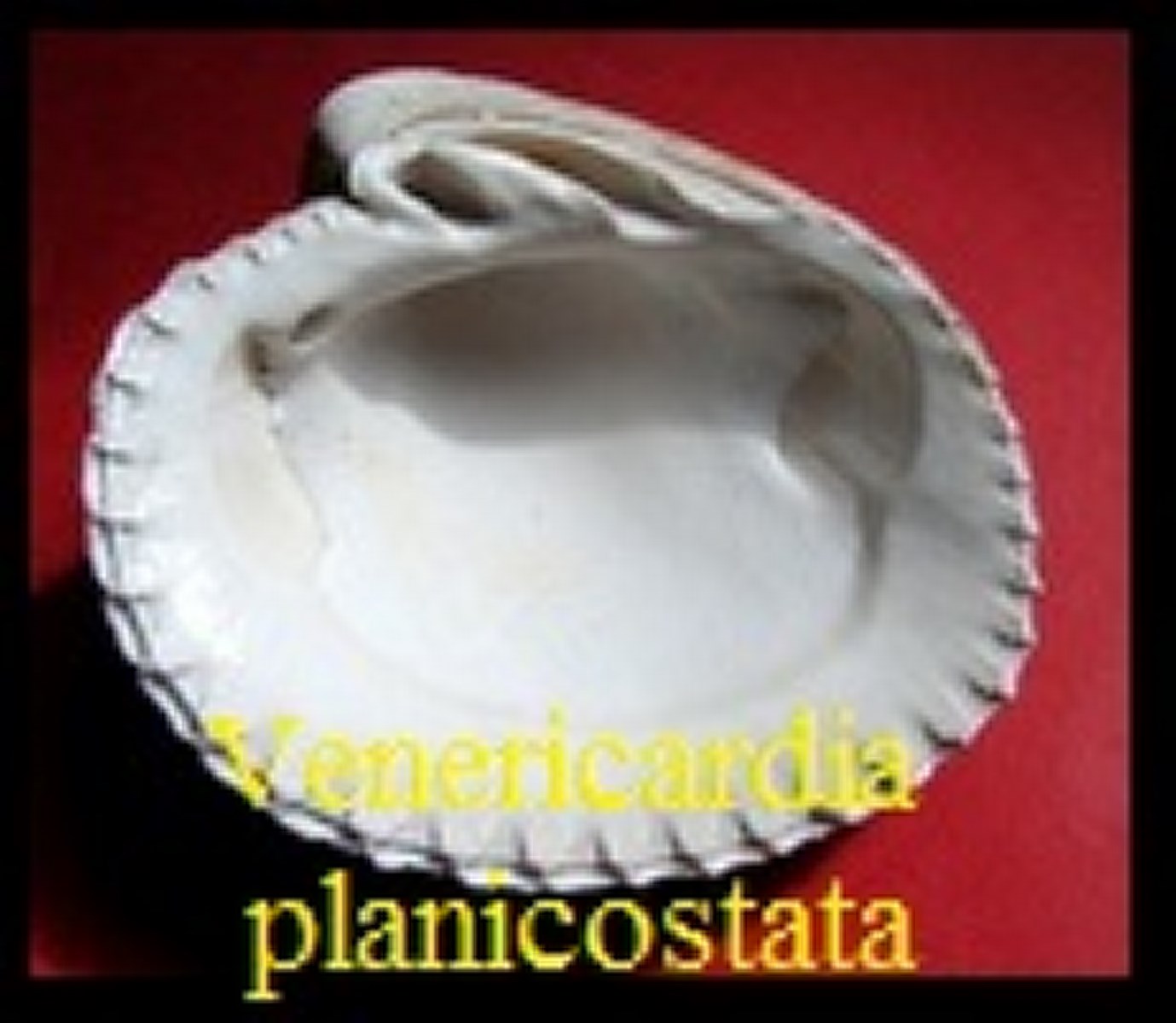 Venericardia planicostata, Lamarck 1801