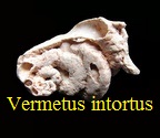 Vermetus intortus (Weinkauff, 1868) 