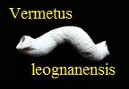 Vermetus leognanensis Cossmann+Peyrot,1922.