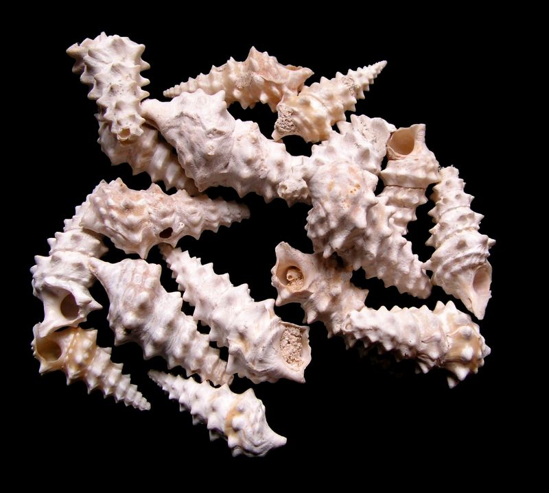 Batillariidae - † Batillaria echinoides (Lamarck, 1804) - Lutétien (Bassin Parisien) Viciechi11