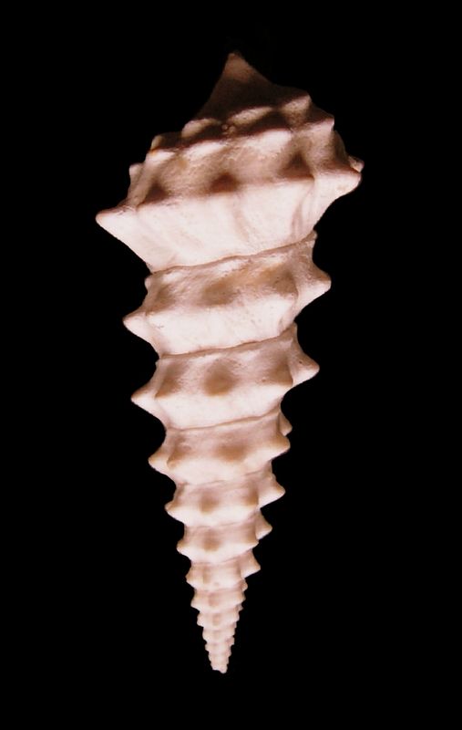 Batillariidae - † Batillaria echinoides (Lamarck, 1804) - Lutétien (Bassin Parisien) Viciechi16