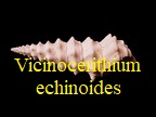 Vicinocerithium echinoides, Lamarck 1804