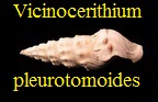 Vicinocerithium pleurotomoides, Lamarck 1804