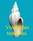 Volutilithes torulosus, Deshayes 1835