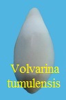Volvarina tumulensis, Lozouet 1998