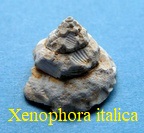 Xenophora (s. str.) italica, Grateloup 1845