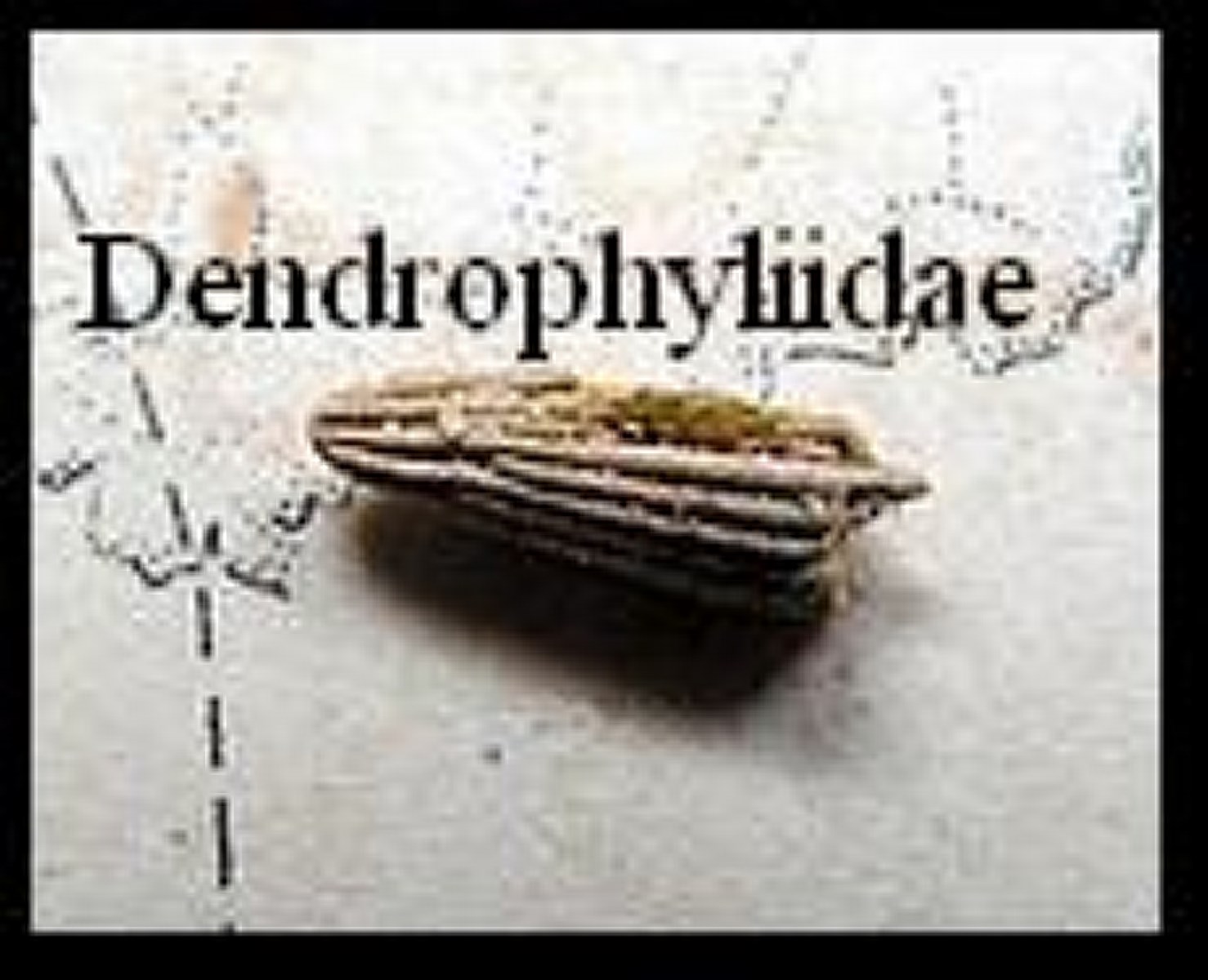 Dendrophyliidae 