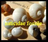 naticidae fossile
