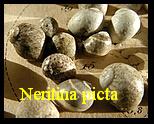 neritina(vitta) picta 
