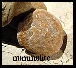 nummulite