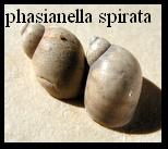 phasianella spirata