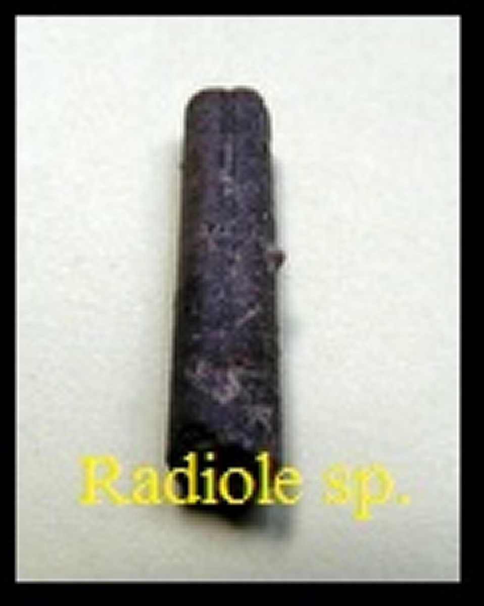 radiole oursin sp.
