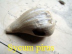 sycum pirus