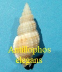 Antillophos elegans, Guppy 1866