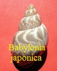 Babylonia japonica, Reeve 1842