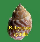 Babylonia spirata, Linné 1758