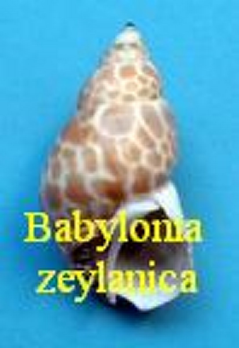 Babylonia zeylanica, Bruguière 1789