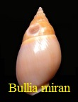 Bullia miran, Bruguière 1792
