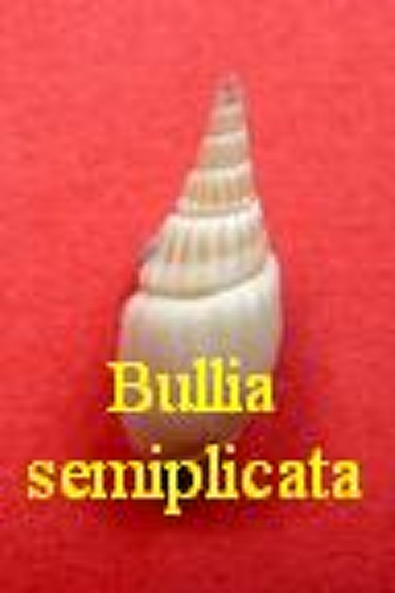 Bullia semiplicata, Gray in Griffith & Pidgeon 1834