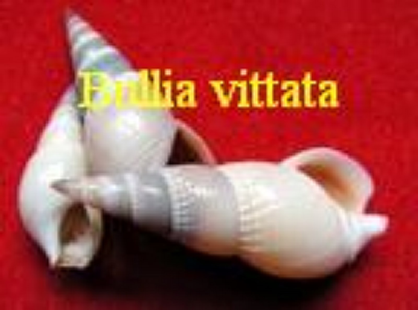 Bullia vittata, L. 1758