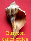 Busycon carica carica, Gmelin 1791