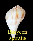 Busycotypus spiratis, Lamarck 1816