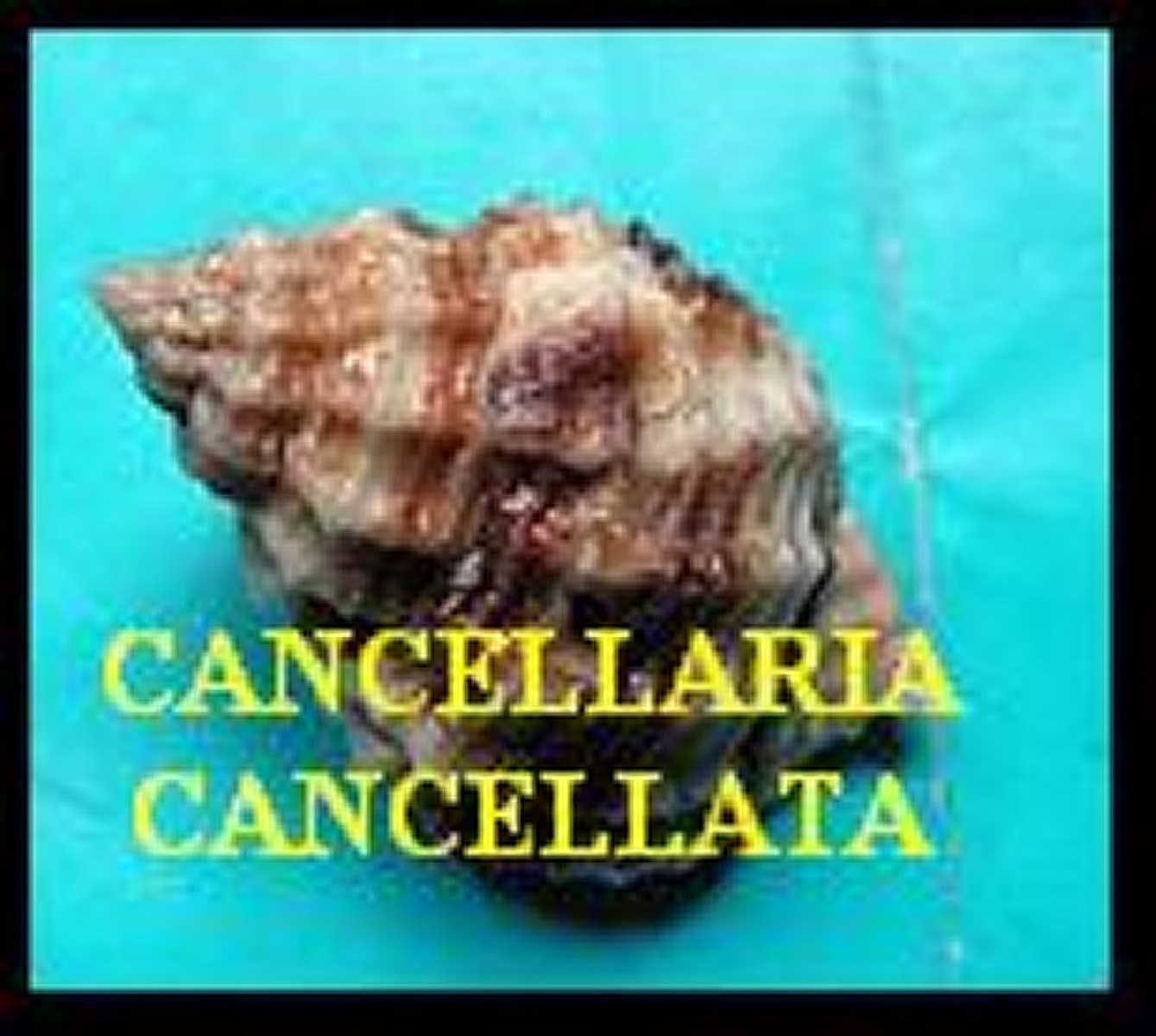 CANCELLARIA CANCELLATA