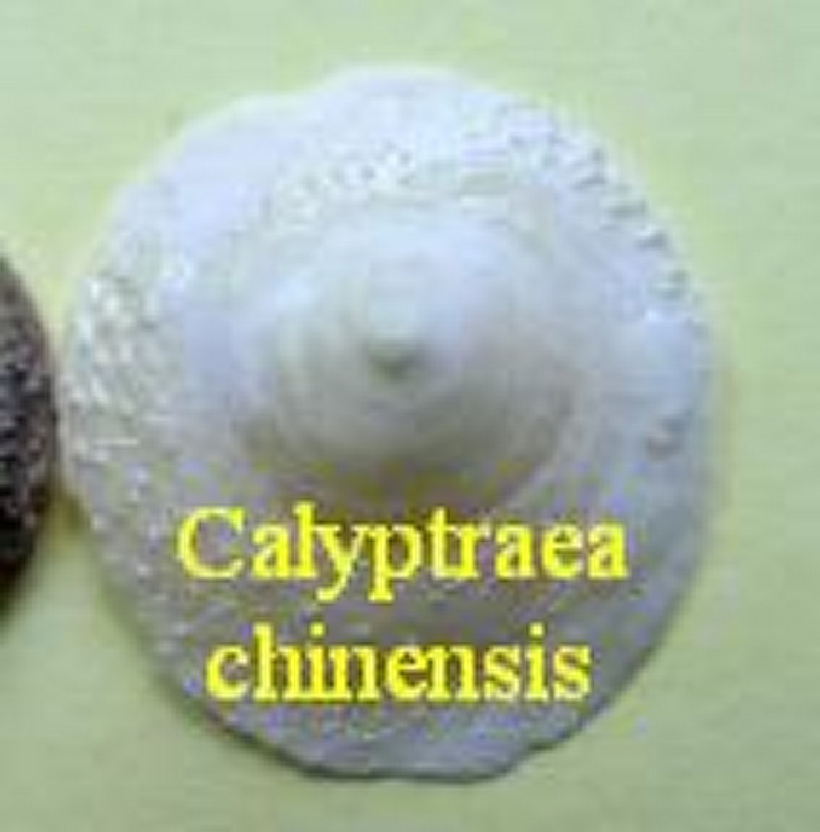 Calyptraea chinensis, Linné 1758
