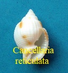 Cancellaria reticulata, von Linné 1767