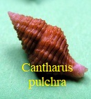 Clivipollia pulchra, Reeve 1846