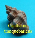 Cantharus tranquebaricus, Gmelin 1791