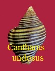 Cantharus (Pollia) undosus, Linné 1758
