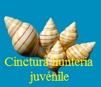 Cinctura hunteria juvenile