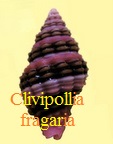 Clivipollia fragaria, Wood 1828