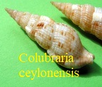 Colubraria ceylonensis, Sowerby 1833