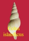buccinidae Colus islandicus, Gmelin 1791