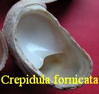 Crepidula fornicata, L. 1758 