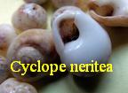 Cyclope neritea, L. 1758